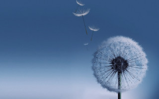 Dandelion blowing wind blue sky 19 - a dandelion free wallpaper