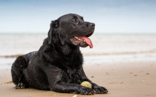 Black dog beach ball tongue - a black dog free wallpaper