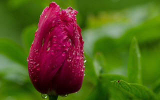 Pink flower water droplets green 8 - dirck van der lisse free wallpaper