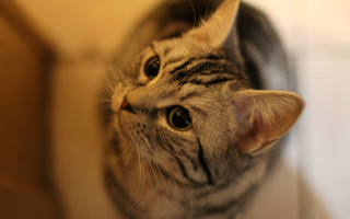 Cat mirror wideeyes macro photorealistic - a mirror free wallpaper