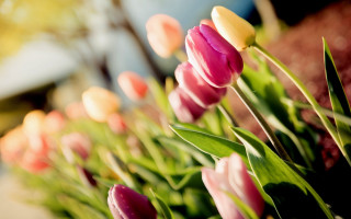 Tulips outside sun blurry background - free flowers wallpaper