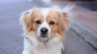 Sad shiba inu leash blurry - his neck free wallpaper