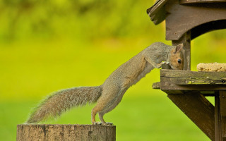 Squirrel reaching birdfeeder green background - a squirrel free wallpaper