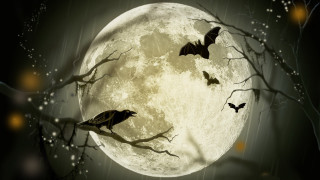 Full moon bats tree night - bat free wallpaper