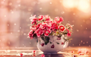 White vase pink flowers rainy - pink petal free wallpaper