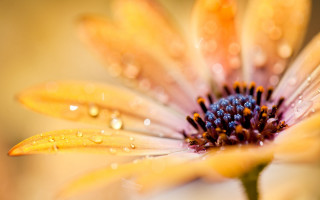 Flower water droplets macro orange - the petal free wallpaper