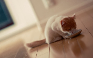 Cat eating bowl mirror superflat - the floor of a house free wallpaper