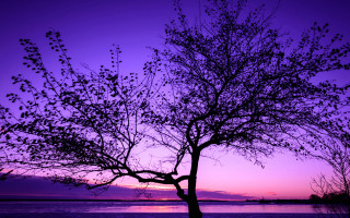 Bare tree purple sky water - a purple sky and water free wallpaper