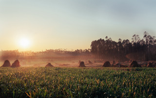 Field hay bales sunset trees - the foreground and a sun free wallpaper