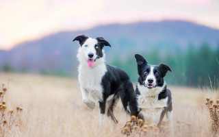 Dogs tallgrass mountains pinksky animalfocus - tall grass free wallpaper