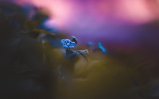 Blue flower purple background microscopic - daniel lieske free wallpaper