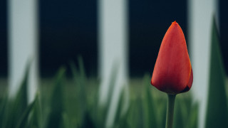 Red flower white fence shallow - dirck van der lisse free wallpaper
