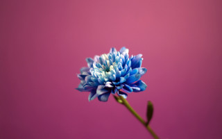 Blue flower vase pink background - a blue flower free wallpaper