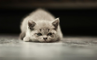 Small kitten sad eyes microscopic - grey free wallpaper