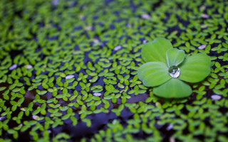 Green leaf waterdrop pond lilies - cao buxing free wallpaper for desktop