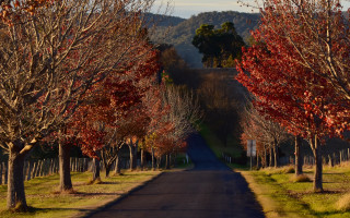 Autumn road trees hill fence - autumn free wallpaper