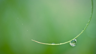 Water drop green plant macro - macro art free wallpaper