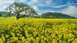 Yellow flower field tree clouds - a mountain in the distance free wallpaper