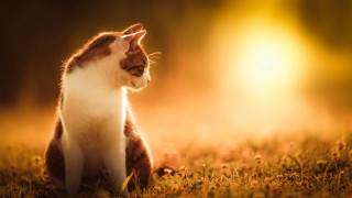 Cat grass sky backlit autumn - bright free wallpaper