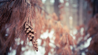 Pinecone branch snow ground trees - claire hummel free wallpaper