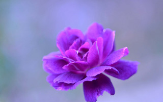 Purple flower blurry background macro - a purple center free wallpaper