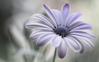 Purple flower macro daisy lily 2 - cindy wright free wallpaper for desktop