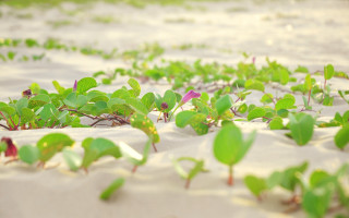 Field plants sand water bokeh - sand free wallpaper