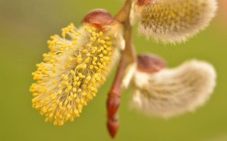Yellow flower green background macro - stem free wallpaper