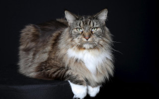 Regal cat black cushion portrait - renaissance free wallpaper