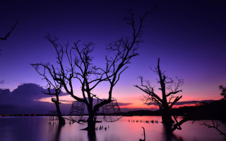 Purple sunset trees water birds - a few bird free wallpaper