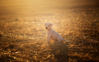 White puppy sunset grass blurry - a white puppy free wallpaper