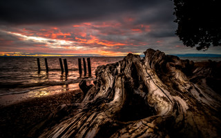 Beach sunset clouds tree stump - a tree stump free wallpaper