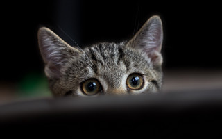 Black cat blue eyes closeup - the edge free wallpaper