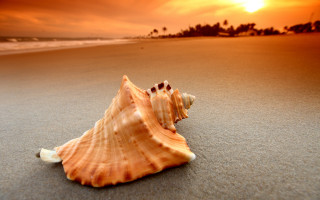 Shell beach sunset palm ocean - a shell free wallpaper