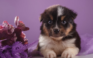 Puppy purple flower purple background - a purple flower free wallpaper
