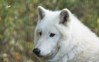 White wolf portrait field grass - a white wolf free wallpaper