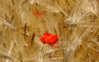Red flower wheat field stalk - composition free wallpaper