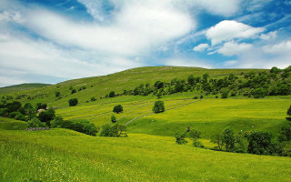 Lush green hillside trees grass - a lush green hillside free wallpaper
