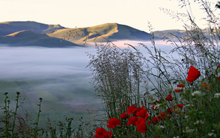 Flower mountain fog ecological landscape - fog in the air free wallpaper