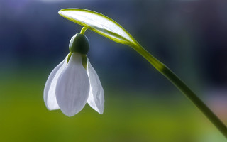 White flower green stem macro 2 - a single white flower free wallpaper