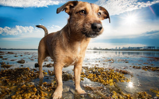 Dog beach ocean sky clouds - a rocky beach next free wallpaper for desktop