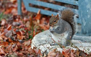 Squirrel rock leaves bench nature - a squirrel free wallpaper for desktop