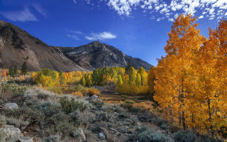 Mountain trees blue sky autumn - a bunch of trees free wallpaper