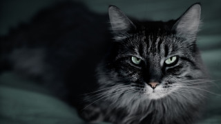 Serious green eyed cat sitting - sinister free wallpaper