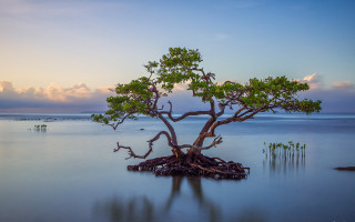 Tree water beach sunset clouds - arthur quartley free wallpaper