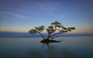 Lone tree water sunset ocean - ocean free wallpaper for desktop