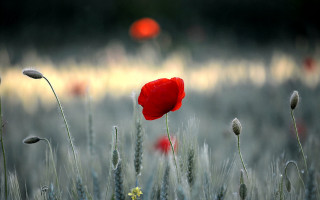 Red poppy tall grass ocean - tall grass free wallpaper for desktop