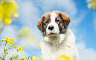 Dog flower field blue sky 2 - a field of flowers free wallpaper for desktop