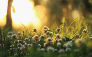 Flower field sun blurry background - elinor proby adams free wallpaper for desktop