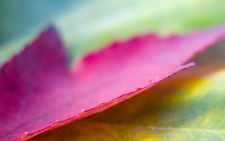 Pink leaf macro blurry sunset - a green center free wallpaper